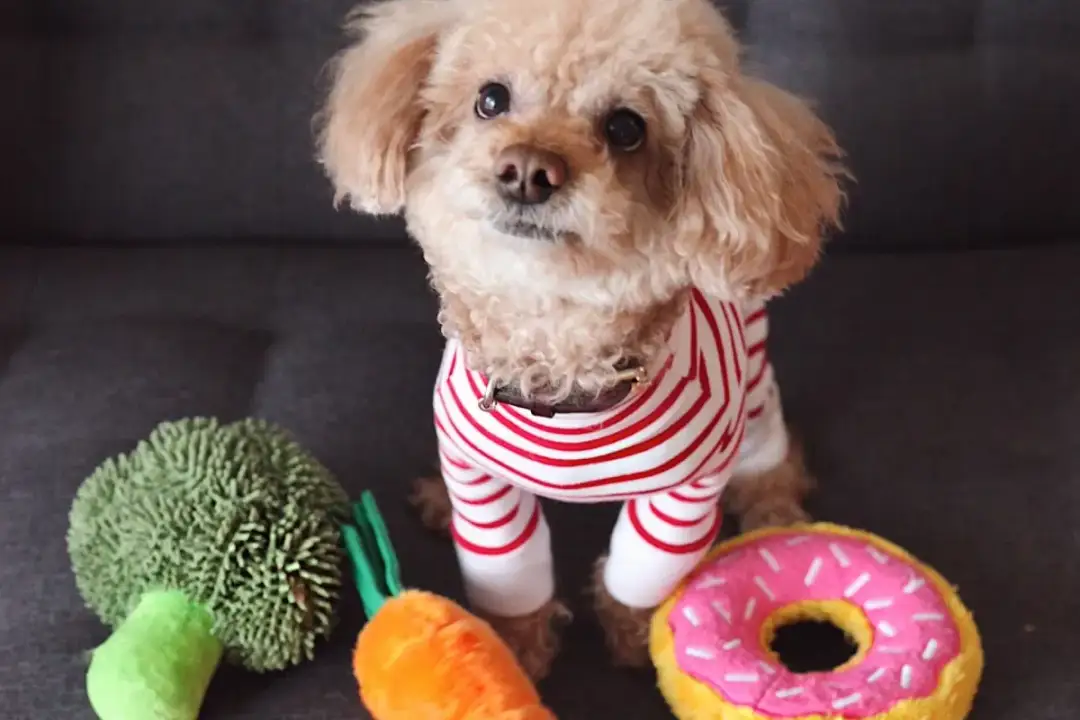 Czy pies może jeść pomidory koktajlowe? Sprawdź, co musisz wiedzieć