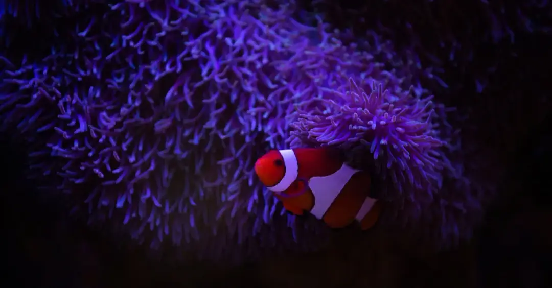 Gdzie najlepiej nurkować w Egipcie? TOP 7 miejsc dla nowicjuszy