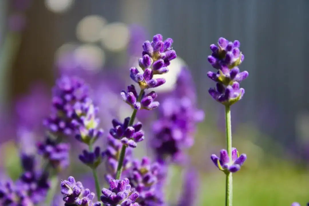 Rośliny, które kwitną na fioletowo – piękne opcje do ogrodu