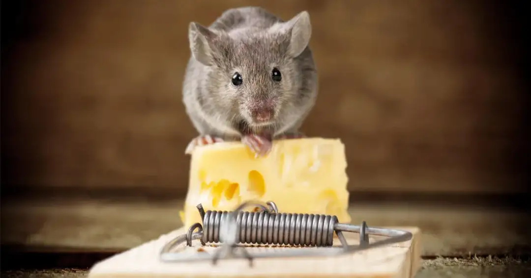 Die besten Köder für Mäuse: So fangen Sie die Nager effektiv