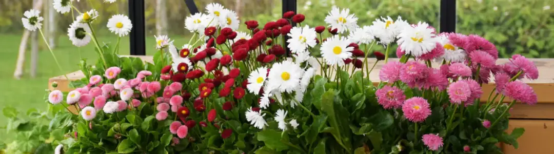 Stokrotka kiedy kwitnie - poznaj tajemnice jej długiego kwitnienia