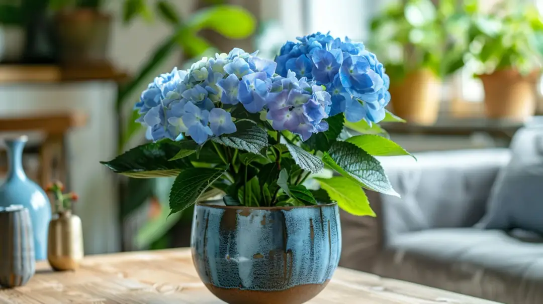 Piękna dekoracja domu - hortensja w doniczce jako element ozdobny