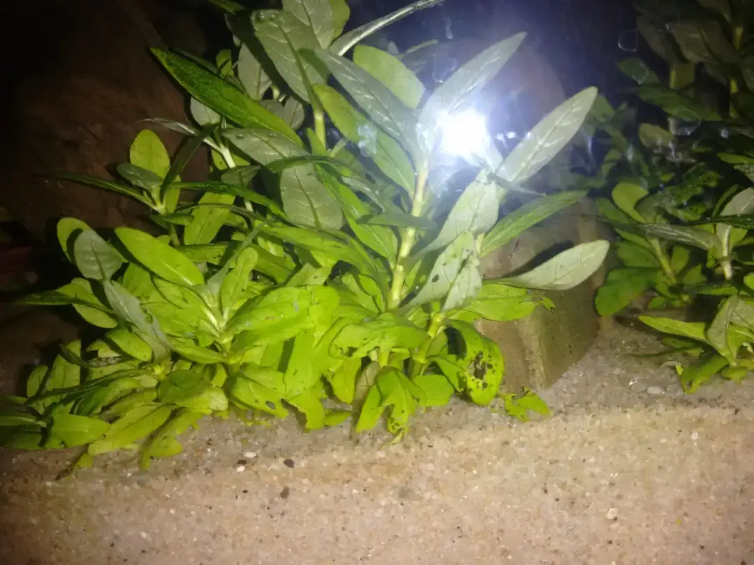 Rozpoznaj nadmiar żelaza w akwarium - poznaj objawy i skutki dla ryb