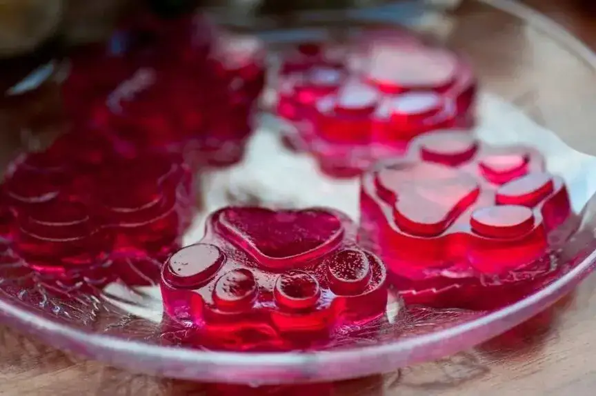 Czy pies może jeść żelatynę? Wszystko co musisz wiedzieć o bezpieczeństwie