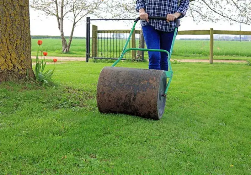 Kiedy wałujemy trawnik, aby uniknąć problemów z pielęgnacją?