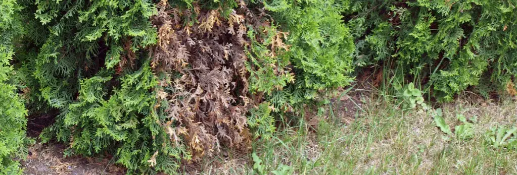 Dlaczego tuje żółkną? Poznaj przyczyny i sposoby na ratunek