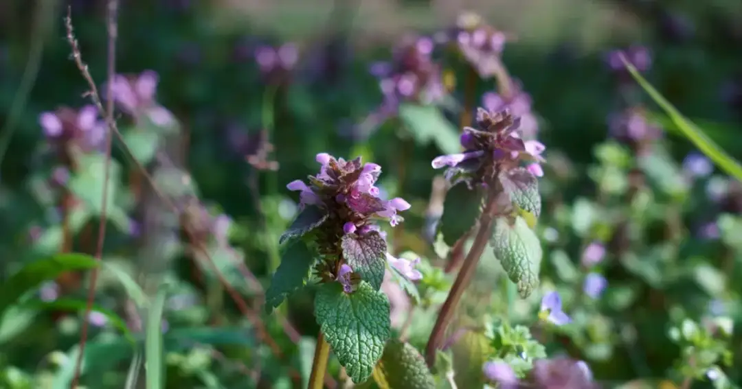 Chwast o fioletowych kwiatach: poznaj jego właściwości i zastosowania