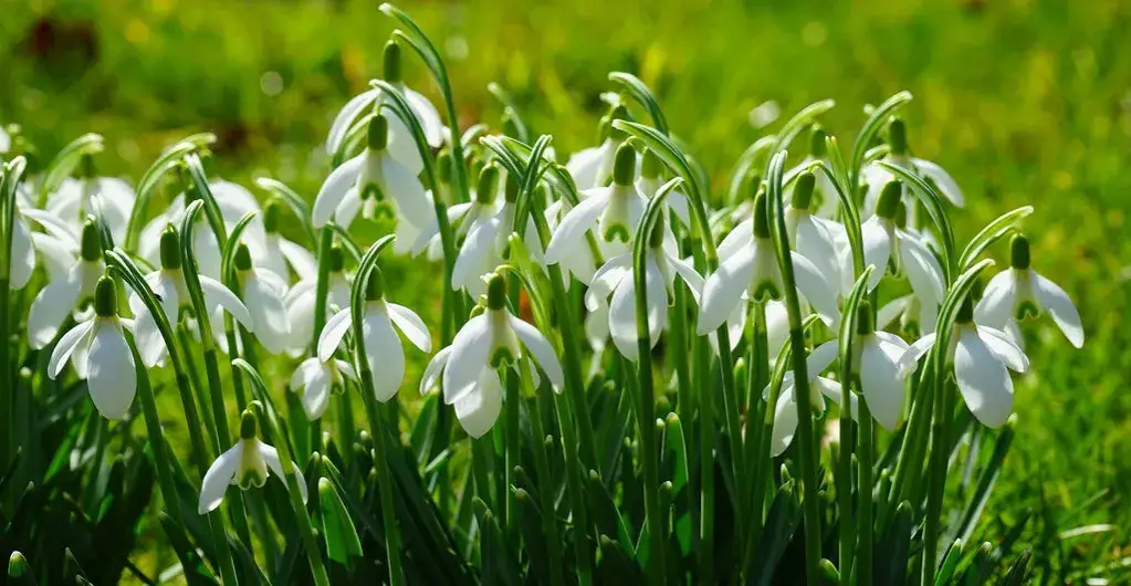 Jak sadzić przebiśniegi, aby pięknie kwitły w Twoim ogrodzie
