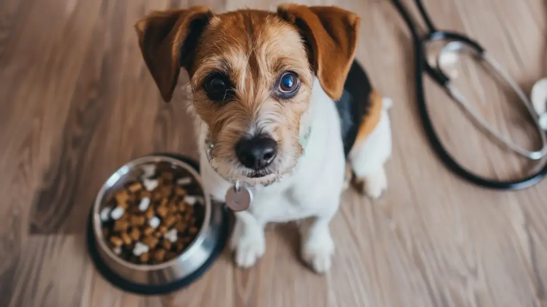 Gastrointestinal karma dla psa - co warto wiedzieć przed zakupem?