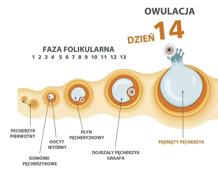 Najważniejsze objawy owulacji - jak bezbłędnie rozpoznać płodne dni