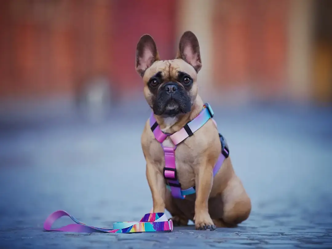 Jakie szelki dla buldoga francuskiego wybrać - kompletny poradnik 2025