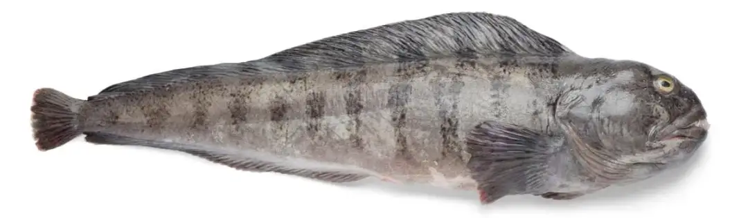 Czy ryba zębacz jest zdrowa? Poznaj prawdę o jej właściwościach odżywczych