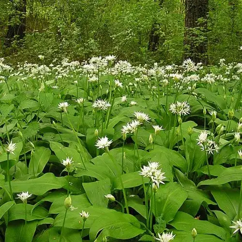 Czosnek niedźwiedzi kiedy kwitnie? Odkryj tajemnice jego kwitnienia