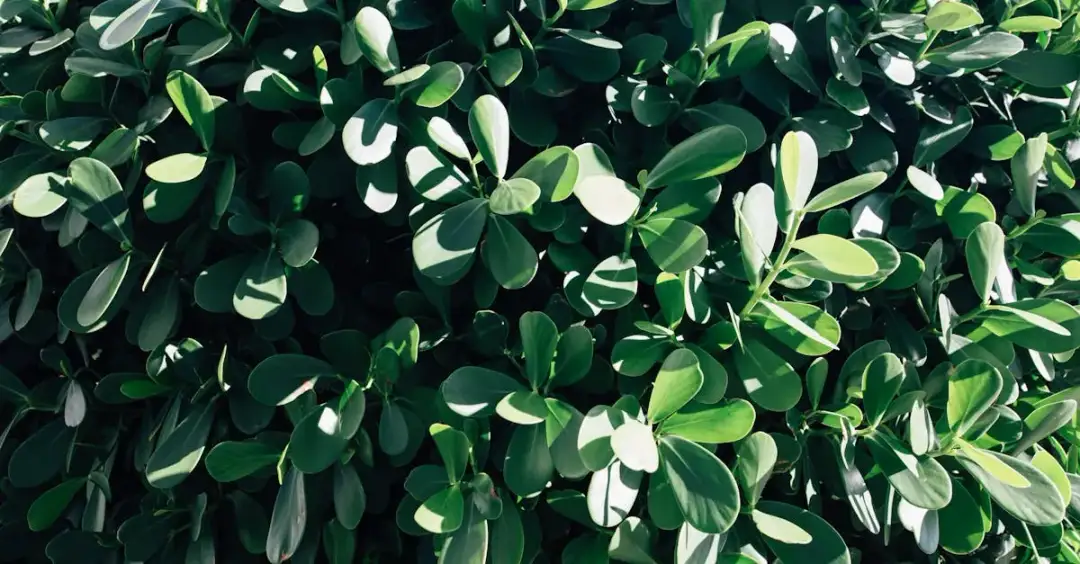 Jak zacząć biegać: poradnik dla początkujących