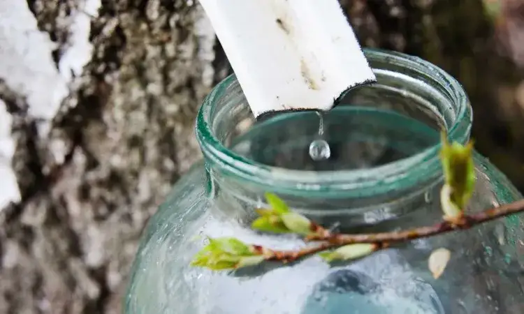 Czy sok z brzozy uczula? Poznaj ryzyko dla alergików