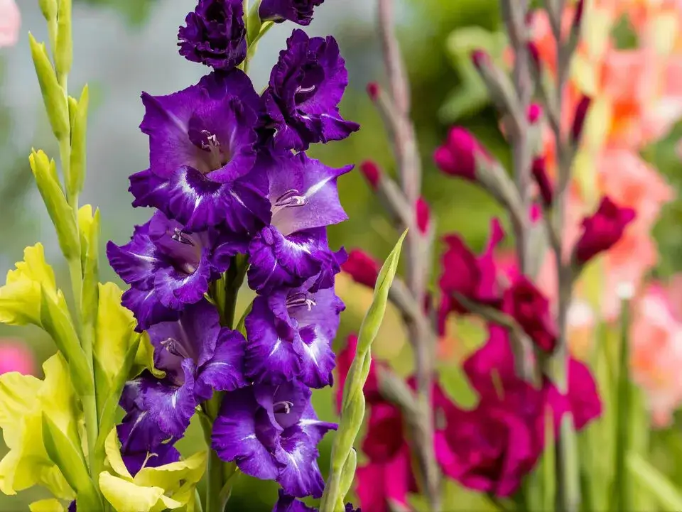 Kiedy mieczyki do gruntu? Poznaj idealny termin sadzenia!