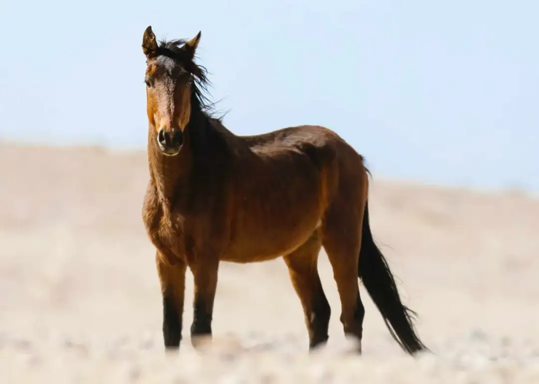 Jak długo żyje koń? Odkryj czynniki wpływające na długość życia