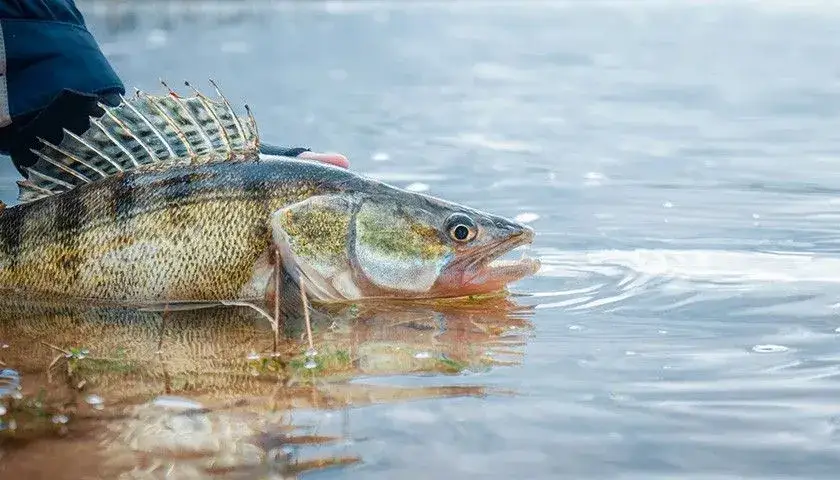 Skuteczne przynęty na sandacza spinning – wybierz najlepsze lures