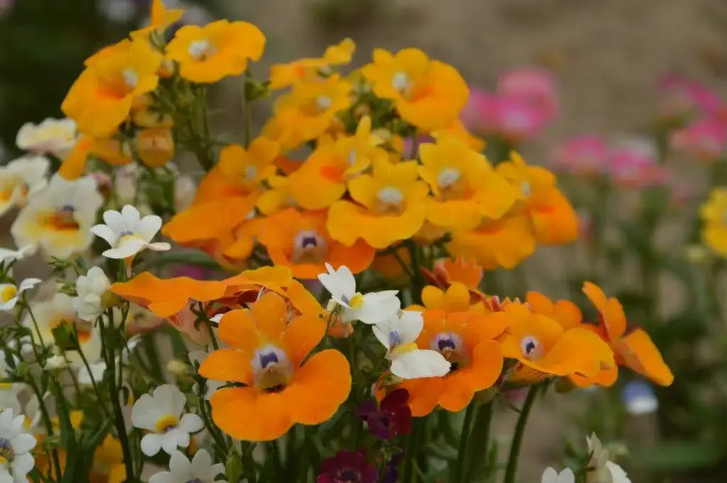 Najpiękniejsze kwiaty rabatowe jednoroczne: 12 gatunków do ogrodu