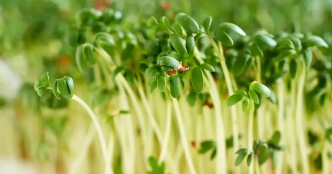 Ile dni przed Wielkanocą siać rzeżuchę, aby uniknąć rozczarowania?