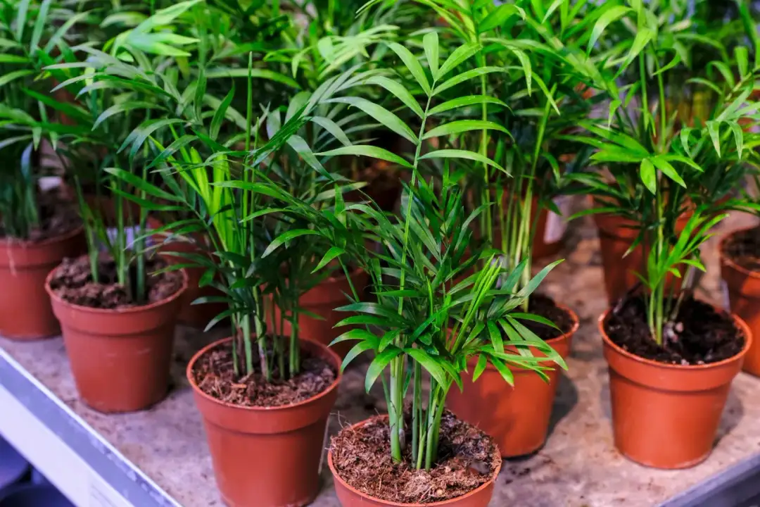 Jak palma malajska może odmienić wygląd Twojego ogrodu? Triki!