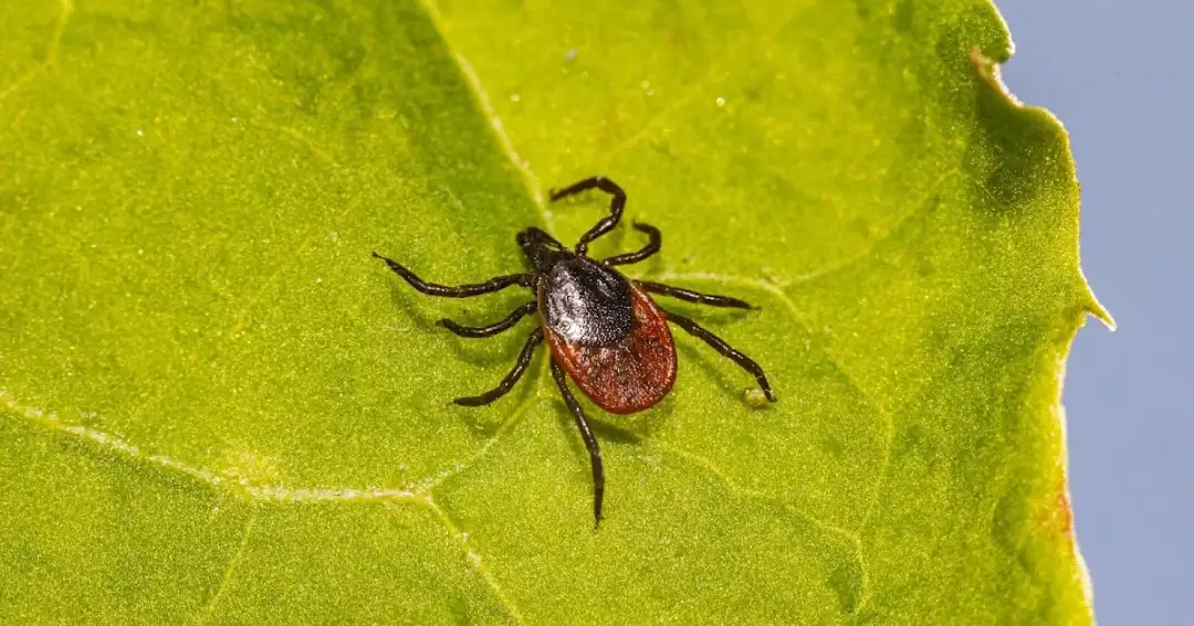 Czy kleszcz to pająk? Różnice, klasyfikacja i cechy, które musisz znać