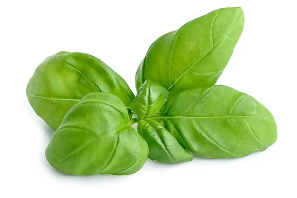 Gdzie kupić świeżą bazylię? Odkryj najlepsze miejsca i oferty