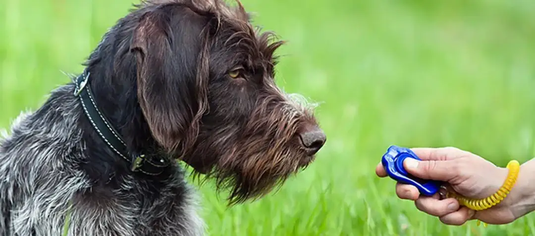 Jak skutecznie używać klikera dla psa i uniknąć najczęstszych błędów