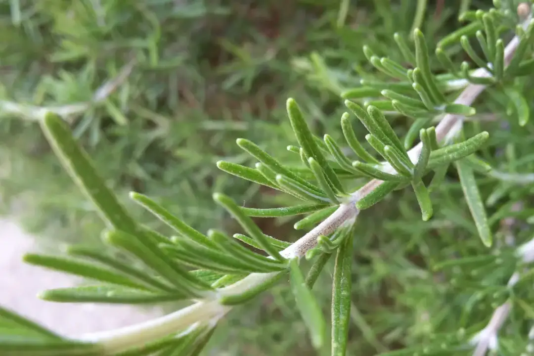 Jak pielęgnować rozmaryn w doniczce, aby uniknąć najczęstszych błędów