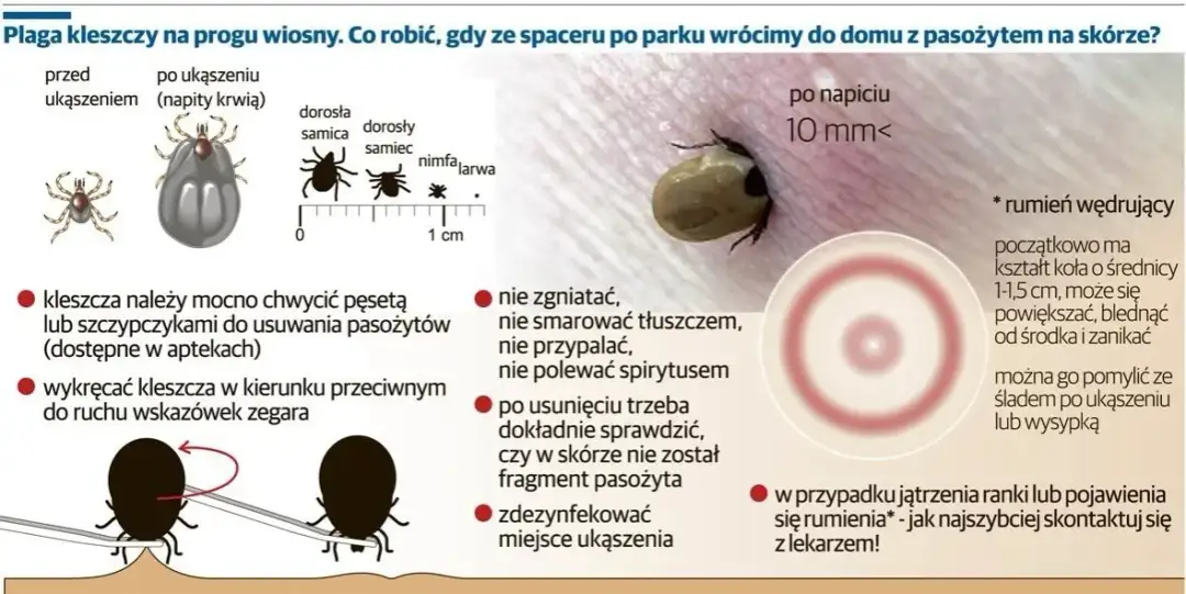 Po ukąszeniu kleszcza objawy, które mogą być niebezpieczne dla zdrowia