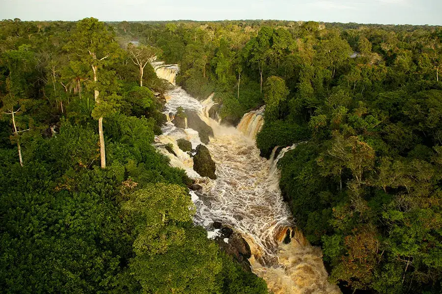 Film był sobie las - wyjątkowa animacja o tajemnicach ekosystemu leśnego