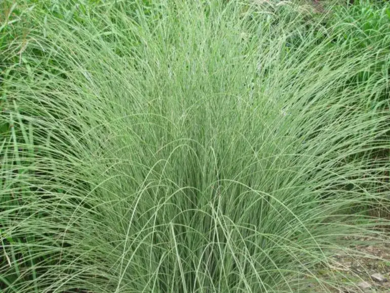 Miskant Morning Light: Jak szybko rośnie i co wpływa na wzrost?