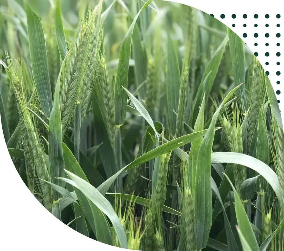 Pszenżyto jak powstało – historia, proces hodowli i korzyści z uprawy hybrydowego zboża