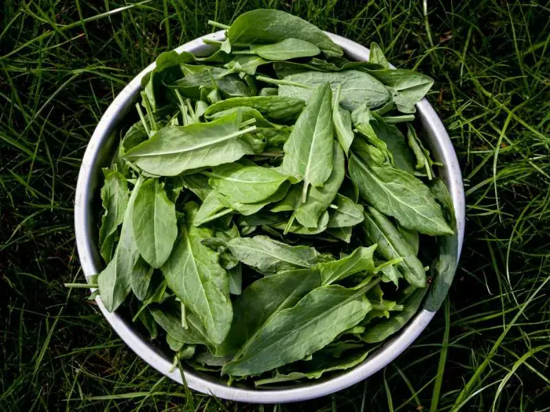 Czy można mrozić szczaw? Sprawdź jak to zrobić i zachować smak!