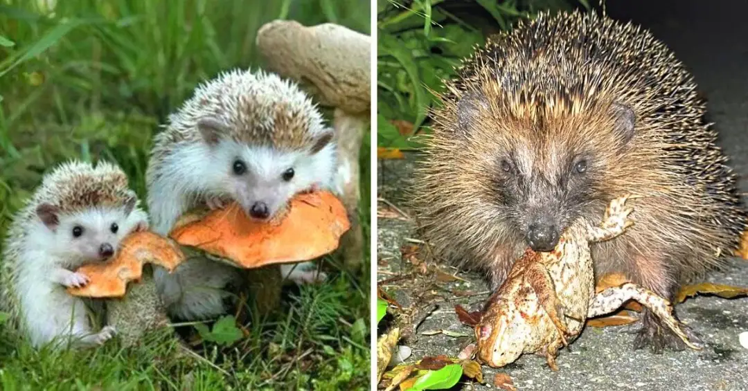 Co karmić jeża w ogrodzie, aby wspierać jego zdrowie i życie?