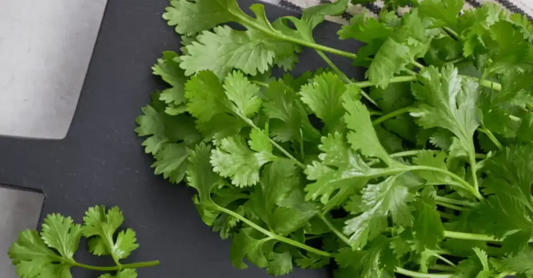 Gdzie kupić kolendrę? Sprawdź najlepsze miejsca i ceny!