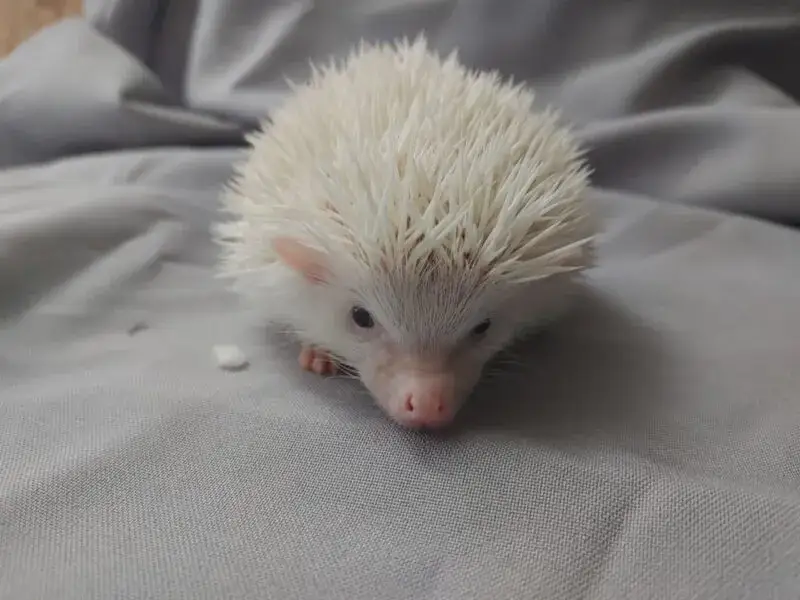 Biały Jeż: Niezwykły Zwierzak Domowy - Co Musisz Wiedzieć