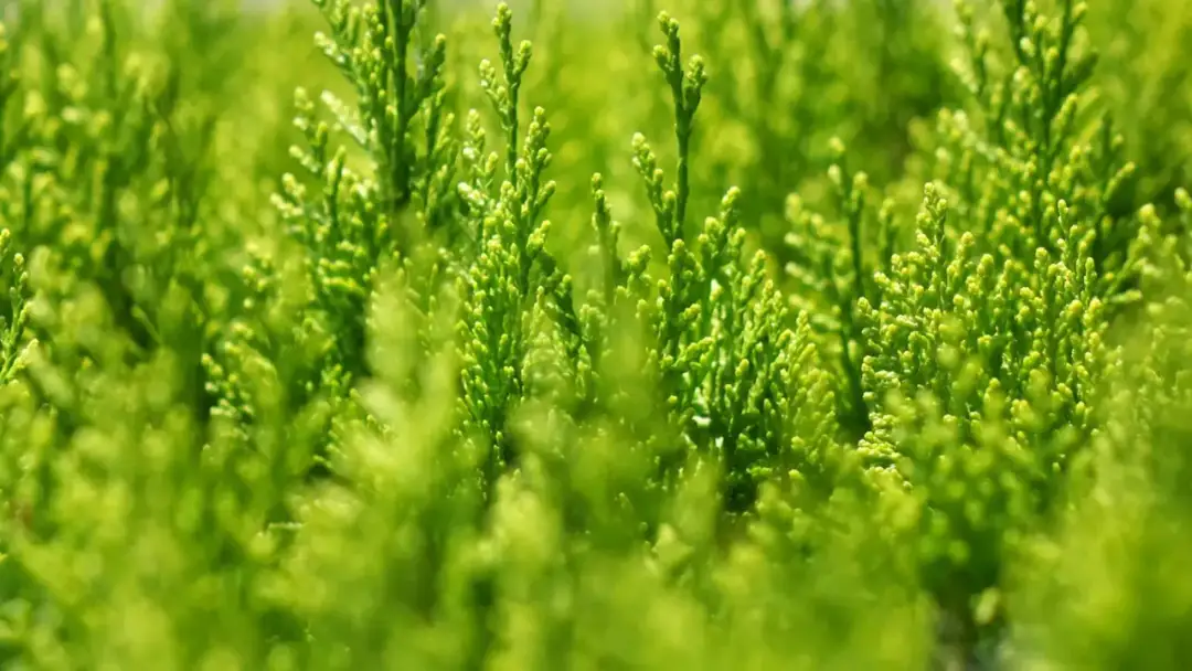 Ile nawozu sypać pod tuje, aby uzyskać zdrowe rośliny?