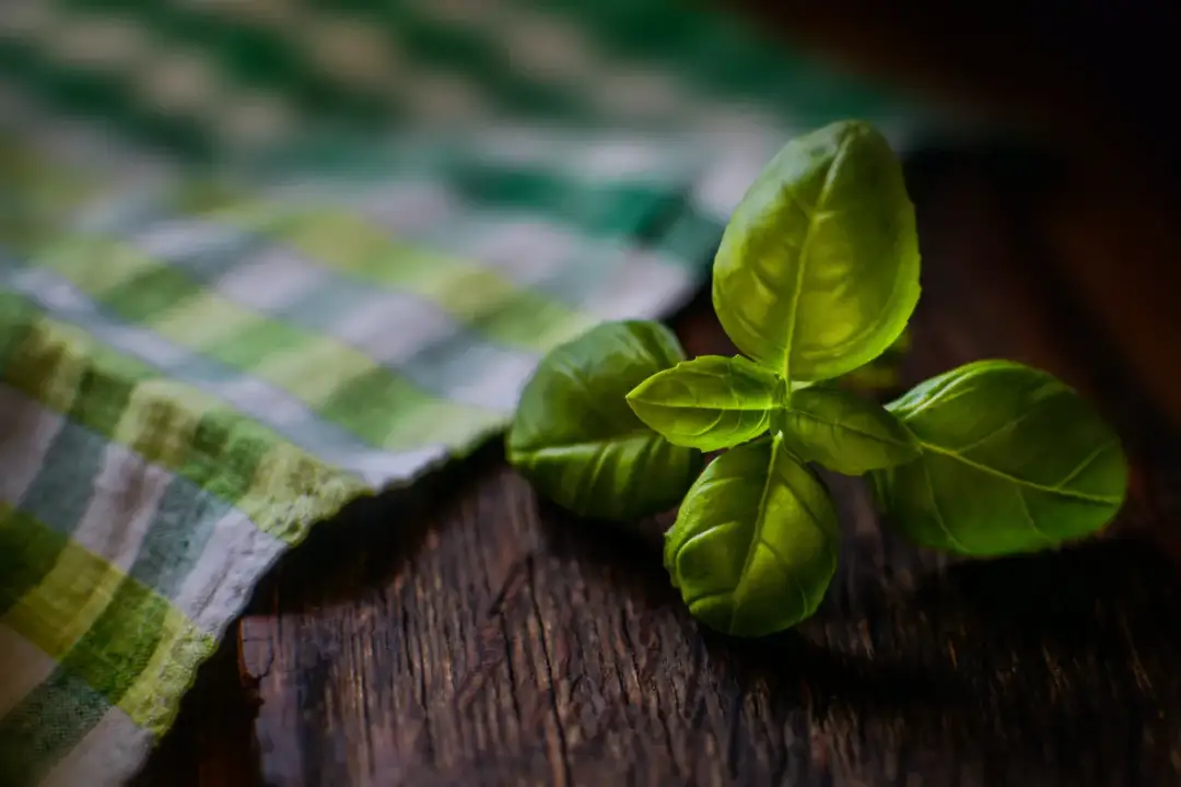 Czym nawozić bazylię, aby uzyskać zdrowe i aromatyczne liście?
