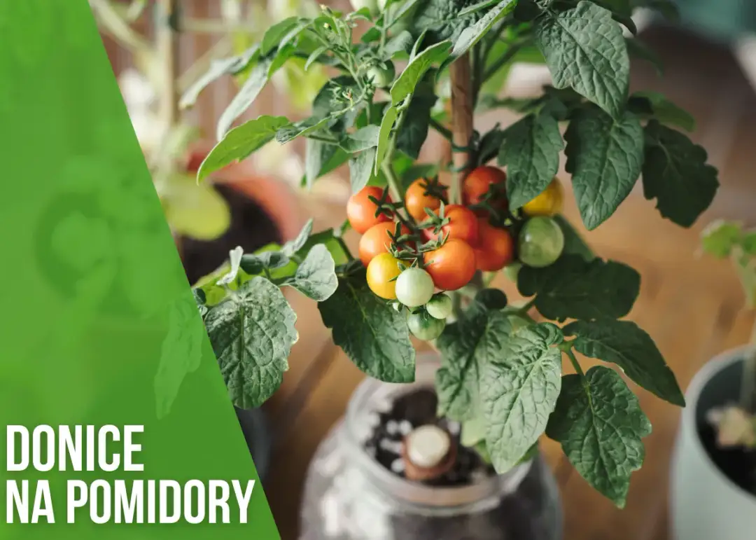 Jaka donica do pomidorów, aby uniknąć problemów z uprawą?