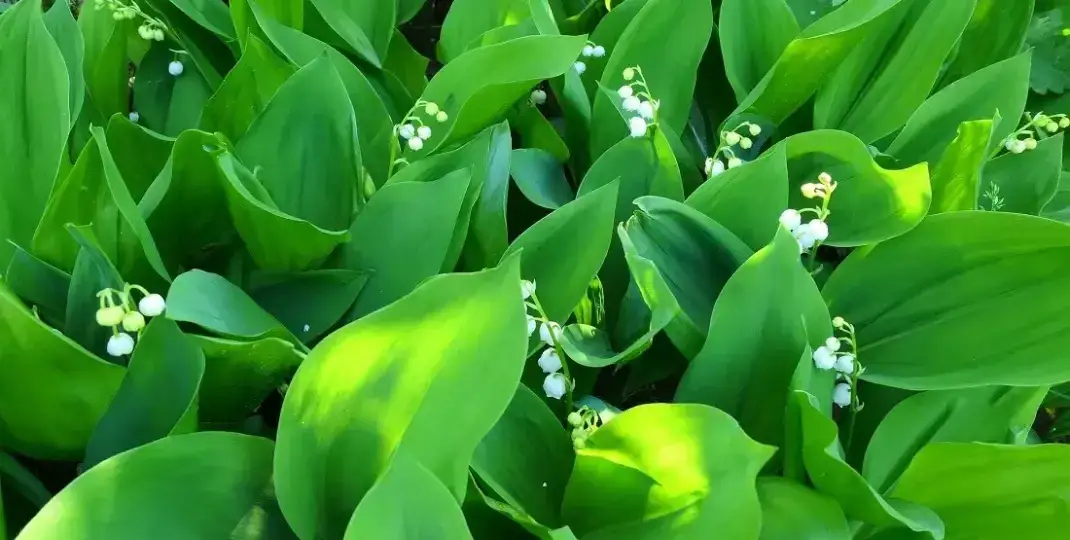 Jak sadzić konwalie w ogrodzie, aby pięknie kwitły przez lata