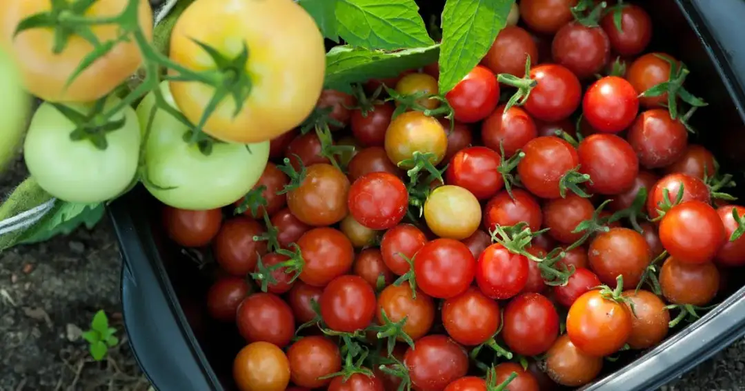 Jak uprawiać pomidorki koktajlowe: proste triki na udane plony