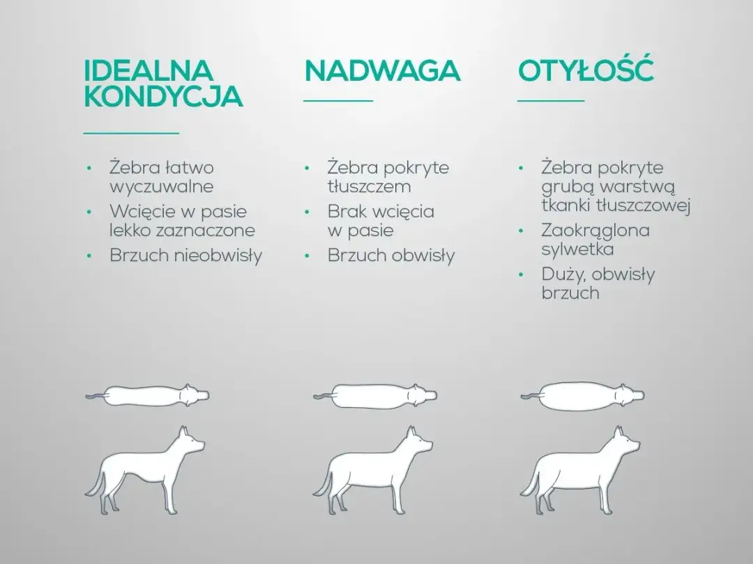 Jak skutecznie schudnie twój pies dzięki dietetycznej karmie dla psa