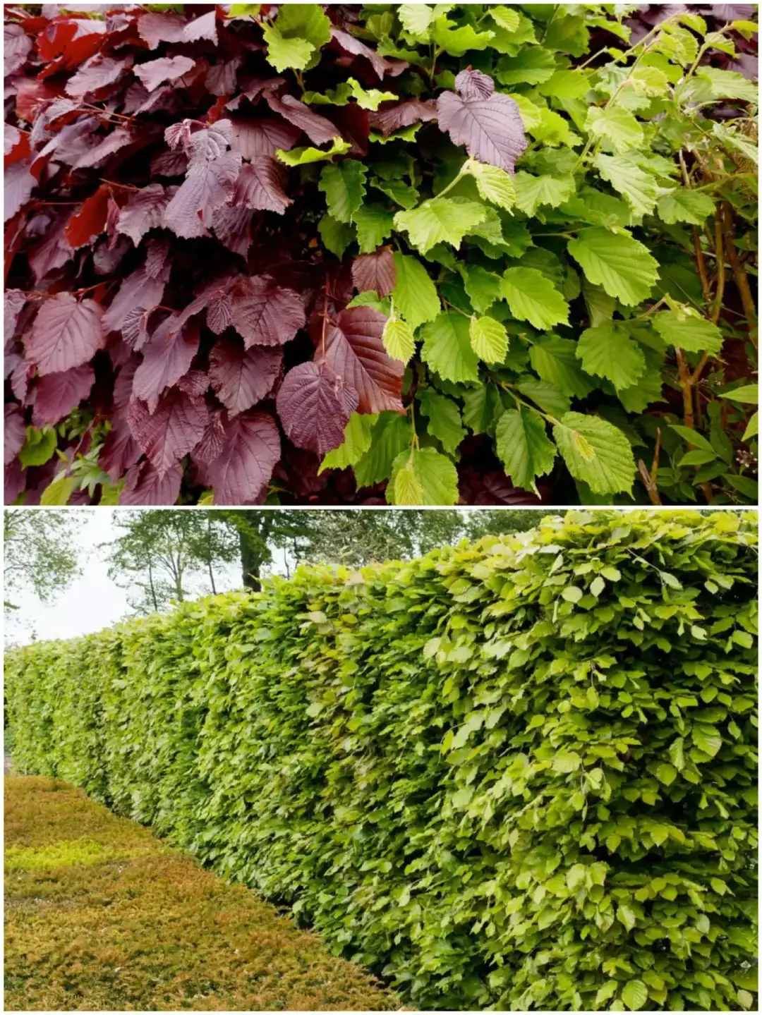 Grab czy buk na żywopłot? Który wybrać i dlaczego to ważne dla Twojego ogrodu