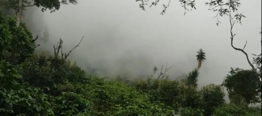 Jak rośnie kawa? Odkryj sekrety wzrostu i uprawy kawowca