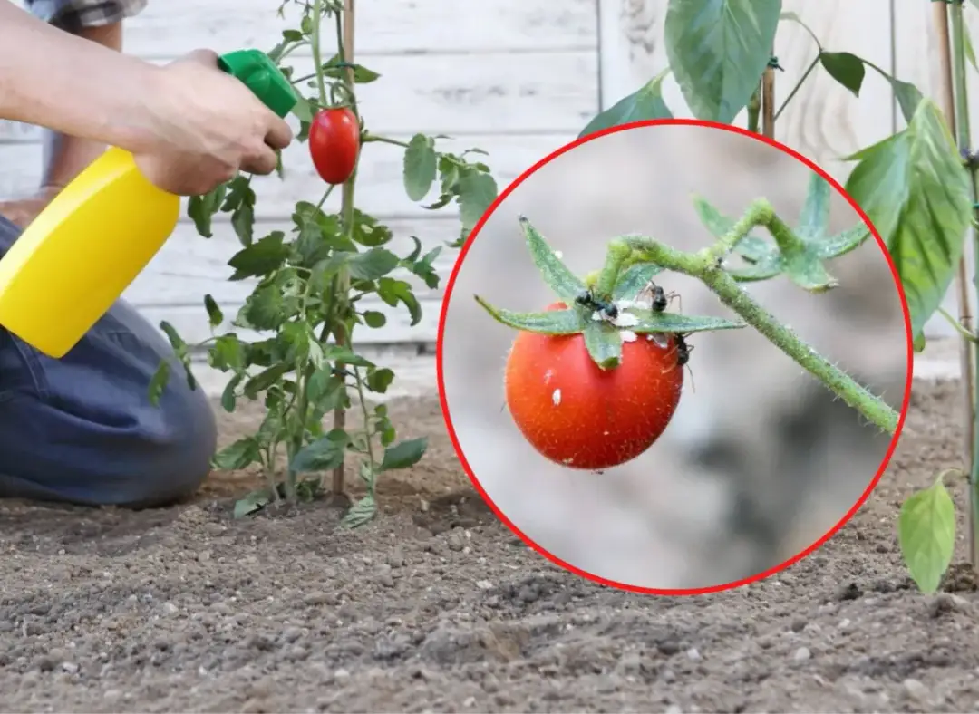 Jak często opryskiwać pomidory miedzianem: skuteczny plan zabiegów 2025