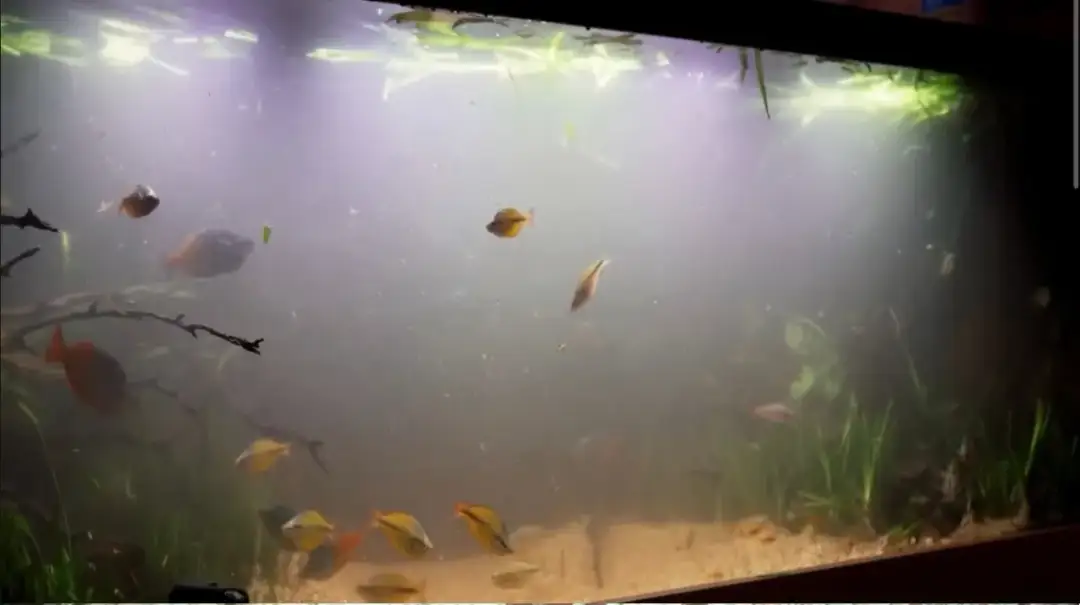 Zakwit wody w akwarium – co robić, aby przywrócić przezroczystość?