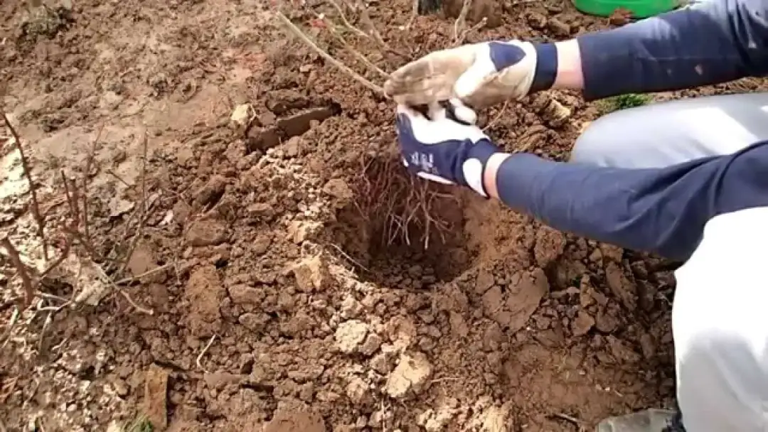 Jak gęsto sadzić róże wielkokwiatowe, aby uniknąć błędów w ogrodzie