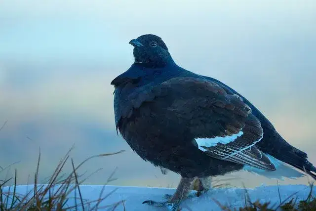 Gdzie zimują dzikie gołębie? Odkryj ich tajemnicze miejsca na zimę