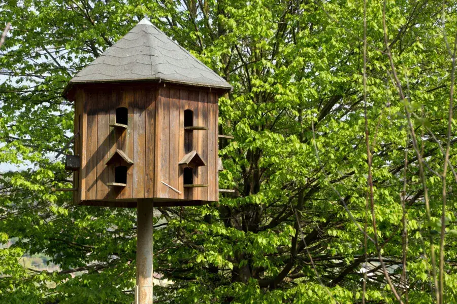 Jak zrobić gołębnik ogrodowy – kluczowe wskazówki i porady budowlane